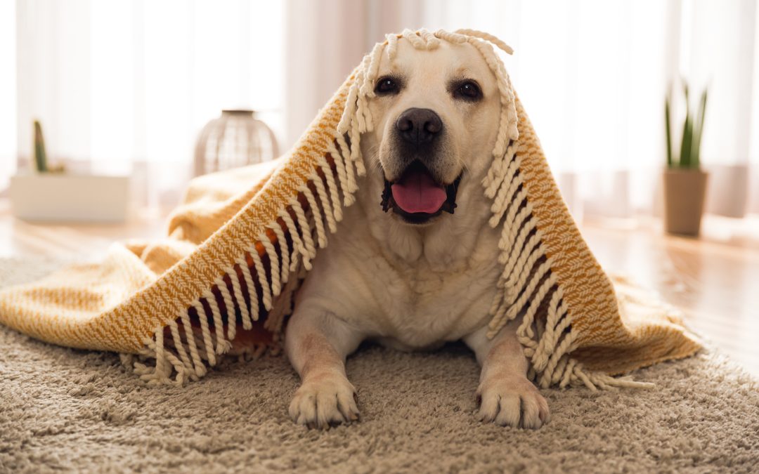 Les secrets dévoilés du léchage canin : comprendre pourquoi Médor vous adore jusqu’aux genoux