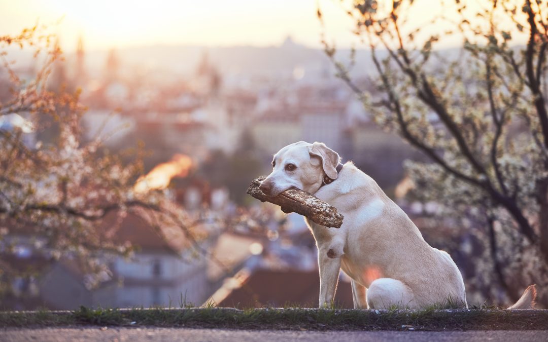 Assurance canine : comment sécuriser la santé de votre fidèle compagnon ?
