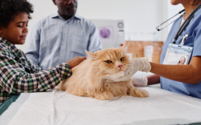 Sémintra chat : Un guide complet pour le traitement de l’insuffisance rénale